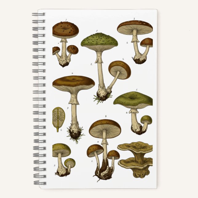 Carnet Vintage Mushrooms Notebook  (Recto)