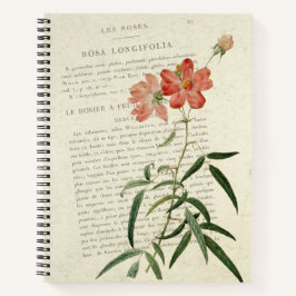 Carnet Vintage Rosa Longifolia