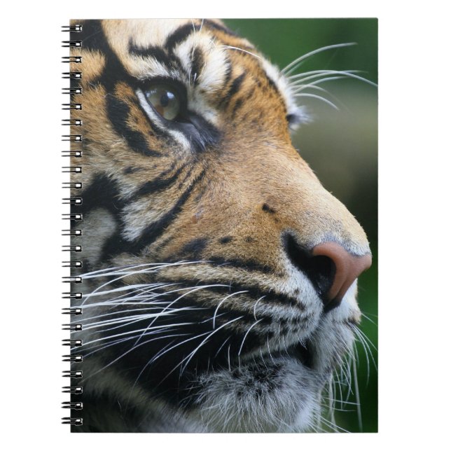 Carnet Visage magnifique de tigre de Bengale (Devant)