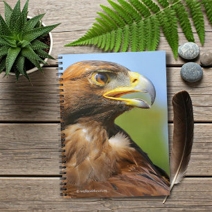 Carnet Vision d'un bel aigle d'or jeune