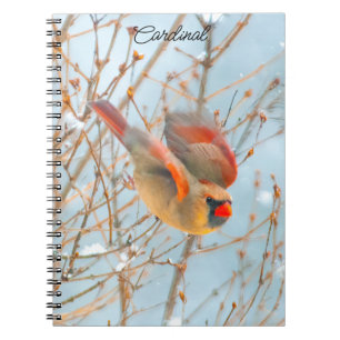 Carnet Vol Cardinal Nord - Photo originale