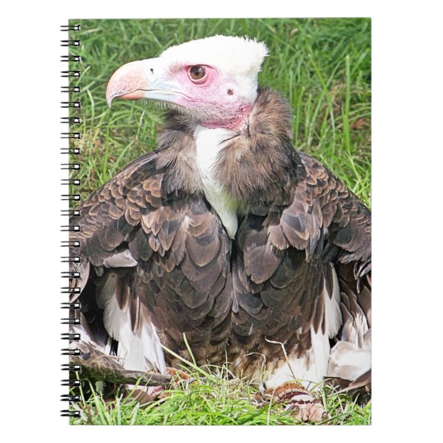 CARNET VULTURE (Devant)