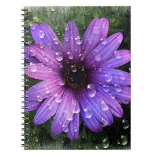 Carnet Western Country garden matin Dew mauve daisy