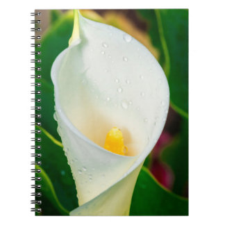 Carnet White Calla Lily Macro Botanical Photo Nature Art