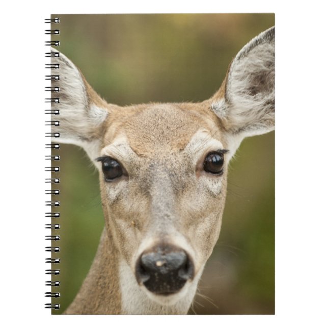 Carnet White Tailed (Devant)