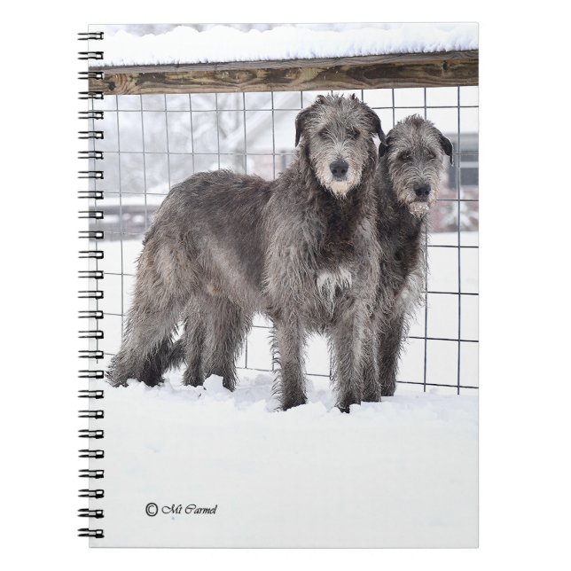 Carnet Wolfhounds irlandais en neige (Devant)