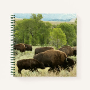 Carnet Wyoming Bison Nature Animal Photographie