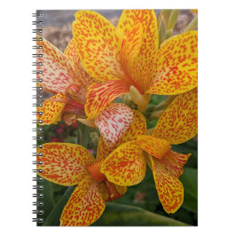 Carnet Yellow Canna Lily with Red Speckles Floral