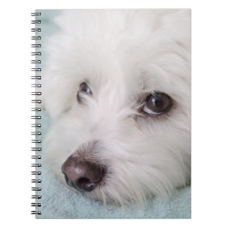 Carnet Yeux de Tulear Puppy de coton
