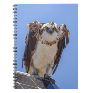 Carnet Yeux du Balbuzard