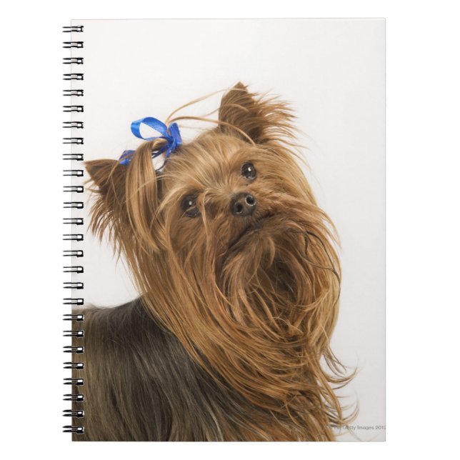 Carnet Yorkshire Terrier (Devant)