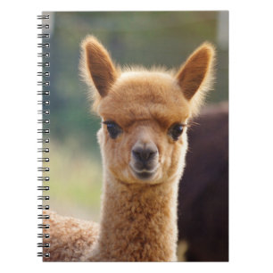Carnets de notes à spirale d'alpaga de bébé