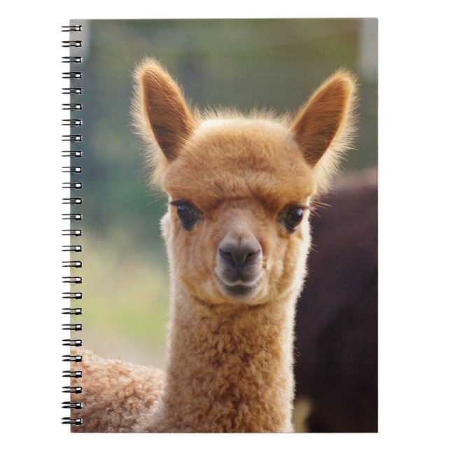 Carnets de notes à spirale d'alpaga de bébé (Devant)