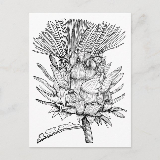 Caro das Kardoon Postkarte (Vorderseite)