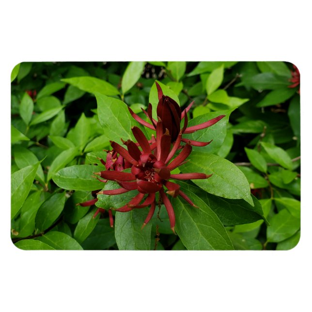 Carolina Allspice Blume in Raleigh NC Magnet (Horizontal)