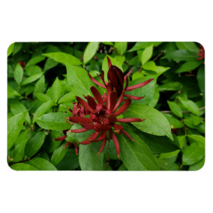 Carolina Allspice Blume Raleigh NC Magnet