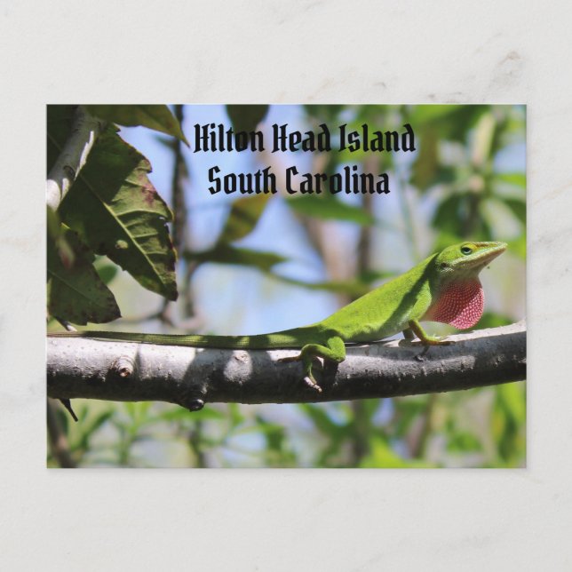 Carolina Anole Hilton Head Island Postkarte (Vorderseite)