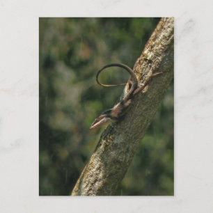 Carolina Anole Lizard Postcard Postkarte