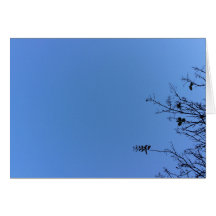 Carolina Blue, Karte