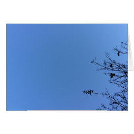 Carolina Blue, Karte