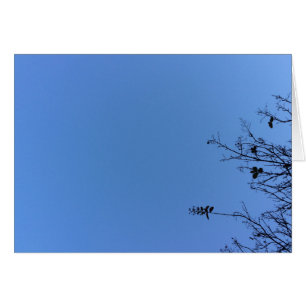 Carolina Blue, Karte