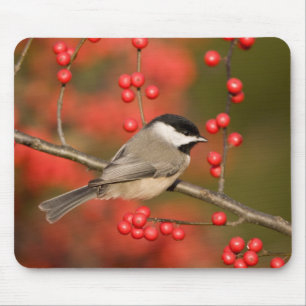 Carolina Chickadee auf Busch der Gewöhnlichen Wint Mousepad