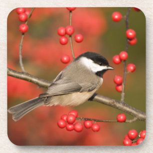 Carolina Chickadee auf Busch der Gewöhnlichen Wint Untersetzer