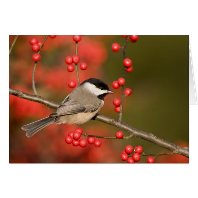 Carolina Chickadee auf dem Waldbrunnen (Vorderseite (Horizontal))