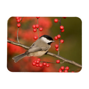 Carolina Chickadee auf dem Waldbrunnen Magnet