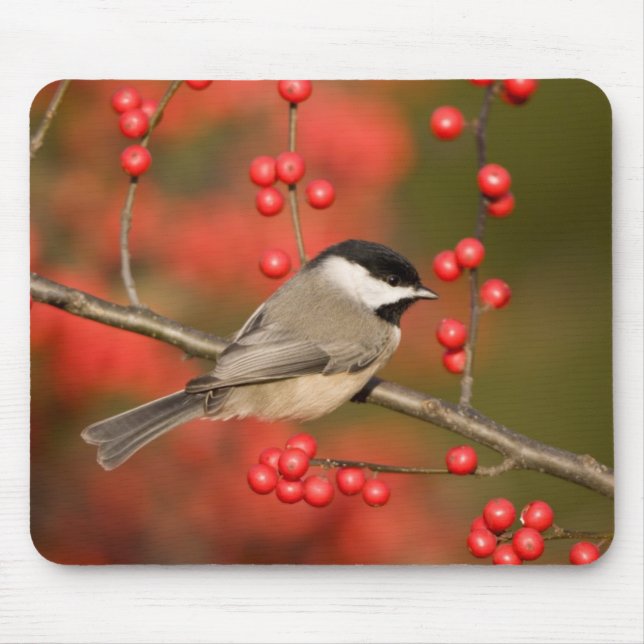Carolina Chickadee auf dem Waldbrunnen Mousepad (Vorne)