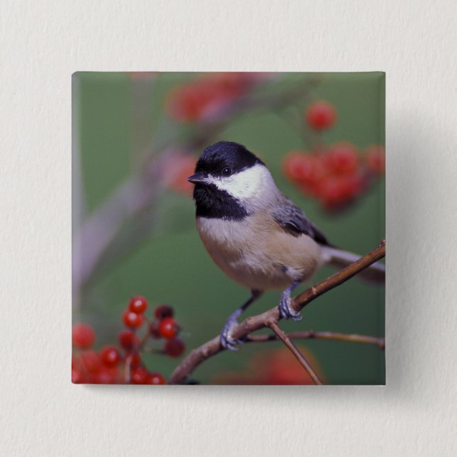 Carolina Chickadee Button (Vorderseite)