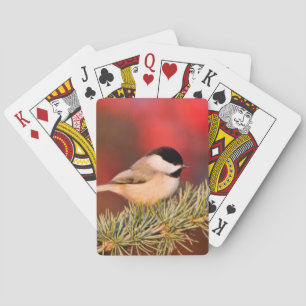 Carolina Chickadee in Blauatlas-Zeder Spielkarten