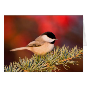 Carolina Chickadee in Blauem Atlas-Zeder