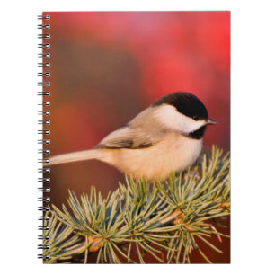 Carolina Chickadee in Blauem Atlas-Zeder Notizblock