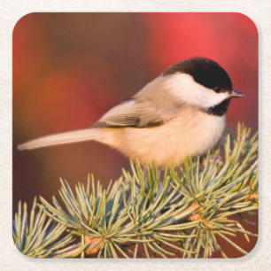 Carolina Chickadee in Blauer Atlas-Zeder Rechteckiger Pappuntersetzer