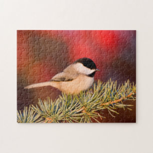 Carolina Chickadee in Blue Atlas Cedar
