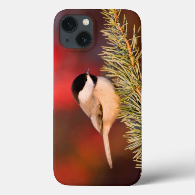 Carolina Chickadee in Blue Atlas Cedar Case-Mate iPhone Hülle (Rückseite)