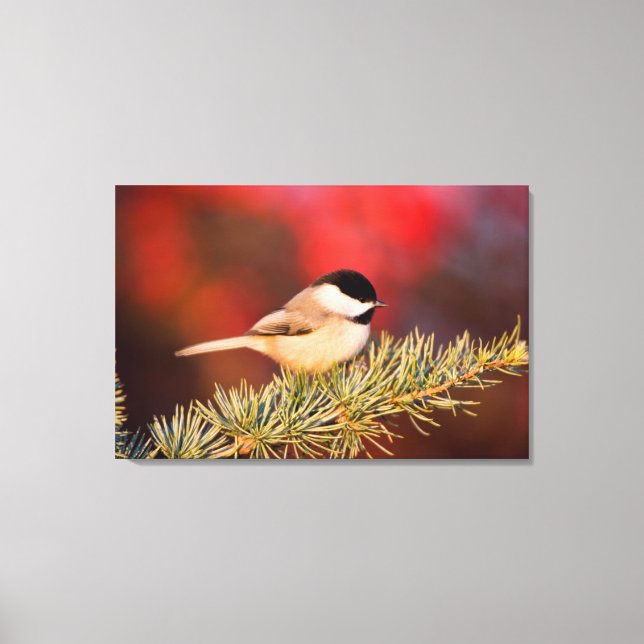 Carolina Chickadee in Blue Atlas Cedar Leinwanddruck (Vorderseite)