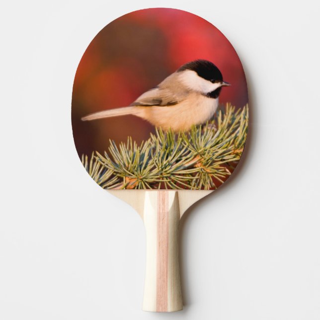 Carolina Chickadee in Blue Atlas Cedar Tischtennis Schläger (Vorderseite)
