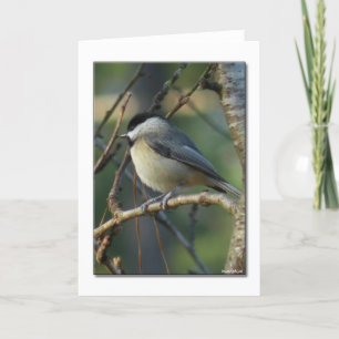 Carolina Chickadee Note Card Karte