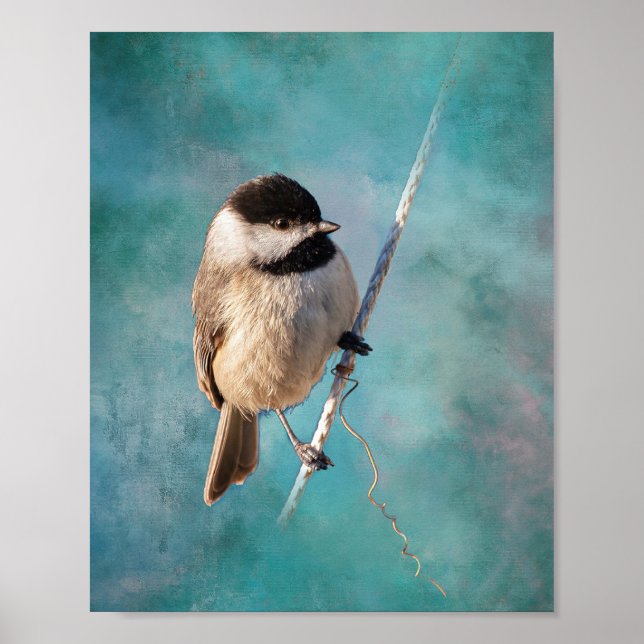 Carolina Chickadee Poster (Vorne)