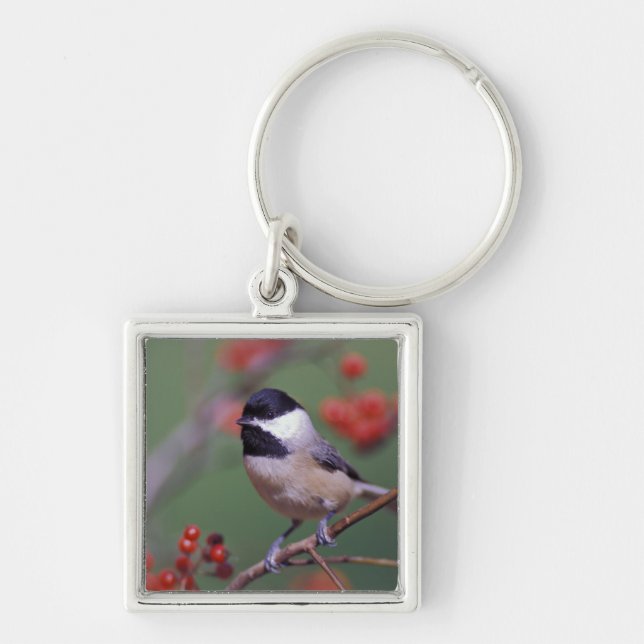 Carolina Chickadee Schlüsselanhänger (Vorne)