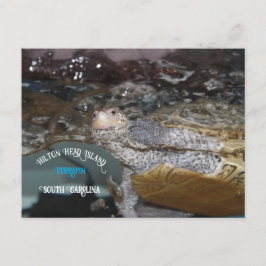 Carolina Diamondback Terrapin Postkarte