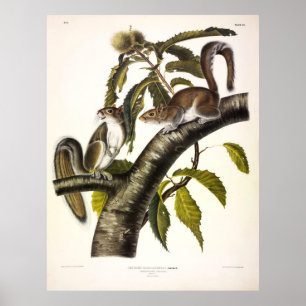 Carolina (Eastern) Gray Eichhörnchen von Audubon Poster