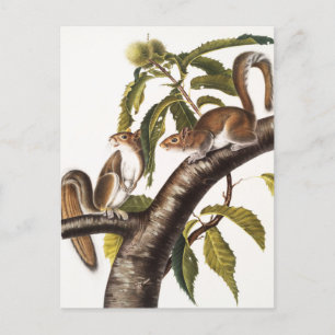 Carolina Grauhörnchen (Sciurus Carolinensis) Postkarte