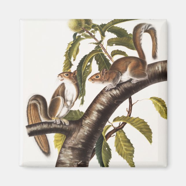 Carolina Gray Eichhörnchen (Sciurus Carolinensis) Magnet (Vorne)