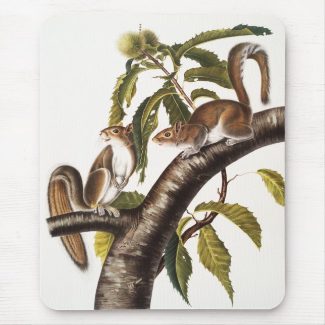 Carolina Gray Eichhörnchen (Sciurus Carolinensis) Mousepad (Vorne)