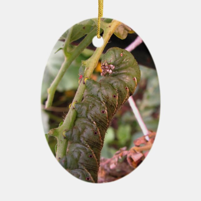Carolina Hornworm ~ Verzierung Keramikornament (Vorne)