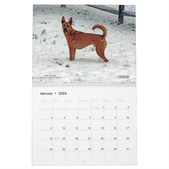 Carolina-Hundekalender 2013 Kalender (Jan 2026)