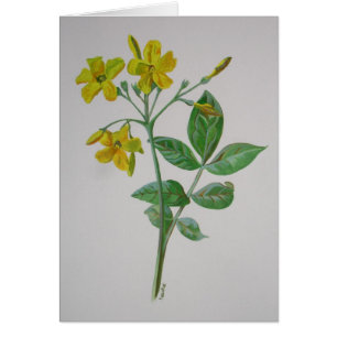 Carolina Jasmine Botanische Kunst